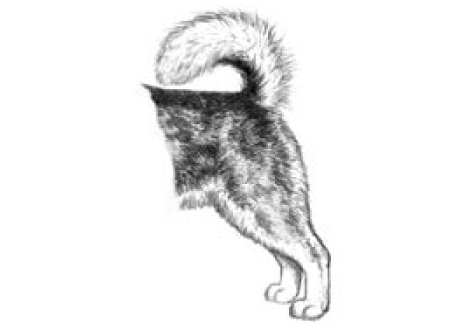 Иллюстрированный стандарт аляскинского маламута