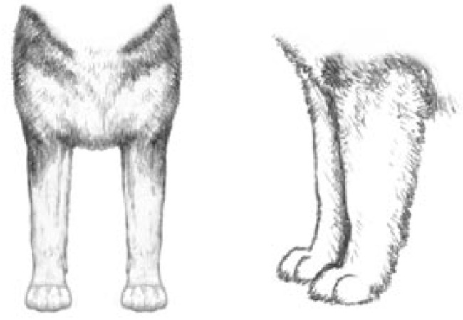 Иллюстрированный стандарт аляскинского маламута